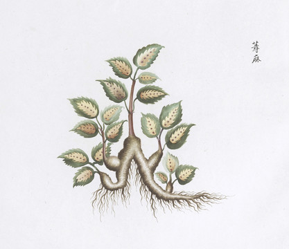 荨麻中草药国画素材插画国画