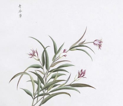 壽芥草中草藥國(guó)畫(huà)素材插畫(huà)國(guó)畫(huà)