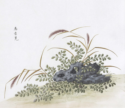 馬齒莧中草藥國畫素材插畫國畫