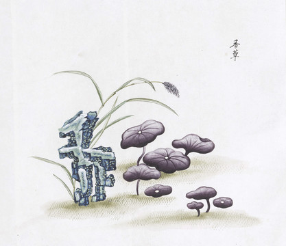 香覃中草药国画素材插画国画