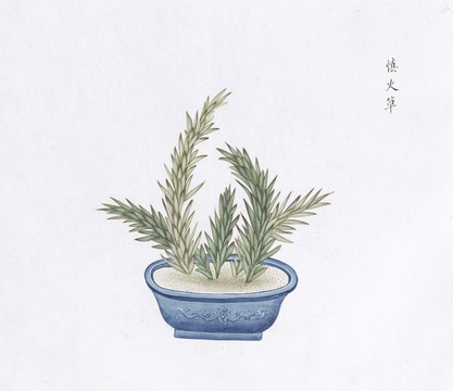 慎火草中草药国画素材插画国画