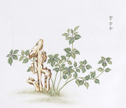 紫背金中草药国画素材插画国画