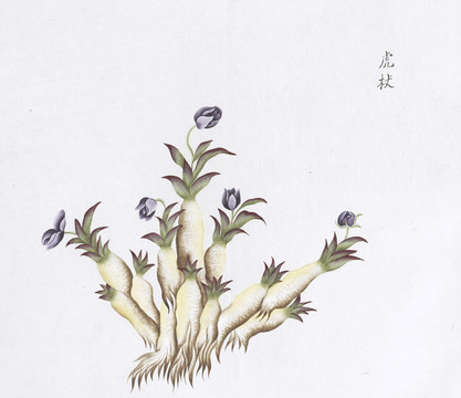 虎杖中草药国画素材插画国画