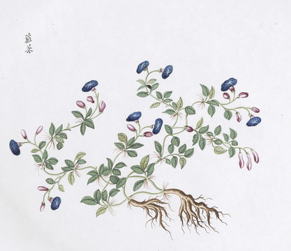 牽牛花中草藥國畫素材插畫國畫