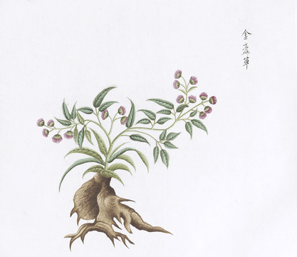 金盏草中草药国画素材插画国画