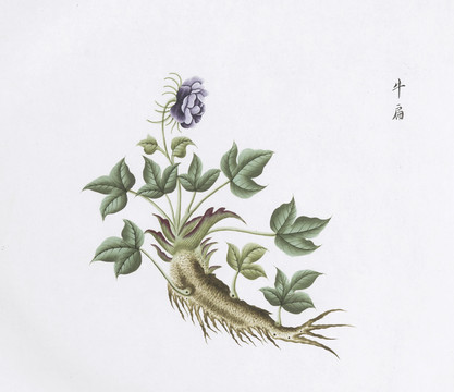 牛扁中草药国画素材插画国画