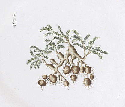 河头草中草药国画素材插画国画