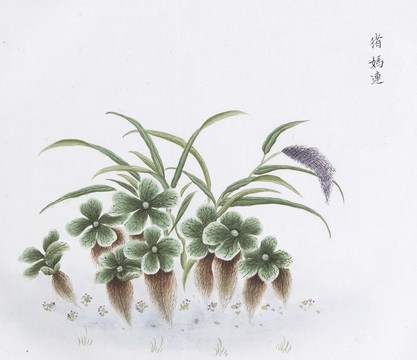 大薸中草药国画素材插画国画