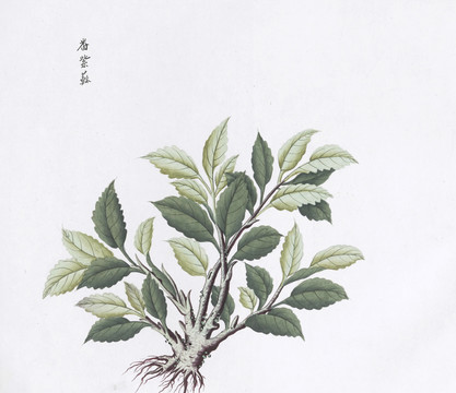 番紫苏中草药国画素材插画国画