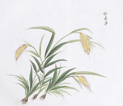 狼尾草中草药国画素材插画国画