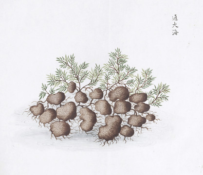 胖大海中草药国画素材插画国画