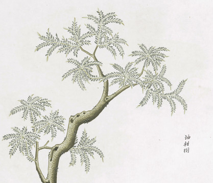 油柑树中草药国画素材插画国画