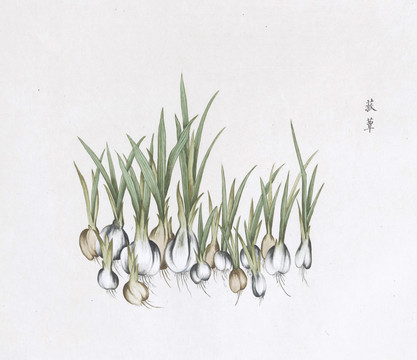 菰草中草药国画素材插画国画