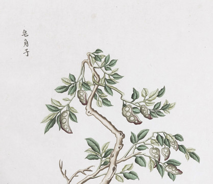 皂荚中草药国画素材插画国画