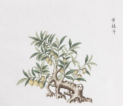 黄栀子中草药国画素材插画国画