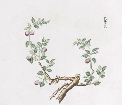 天师栗中草药国画素材插画国画