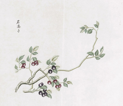 君迁子中草药国画素材插画国画