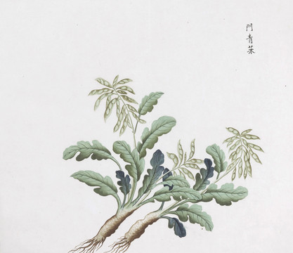 门青菜中草药国画素材插画国画