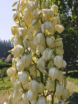 剑麻花