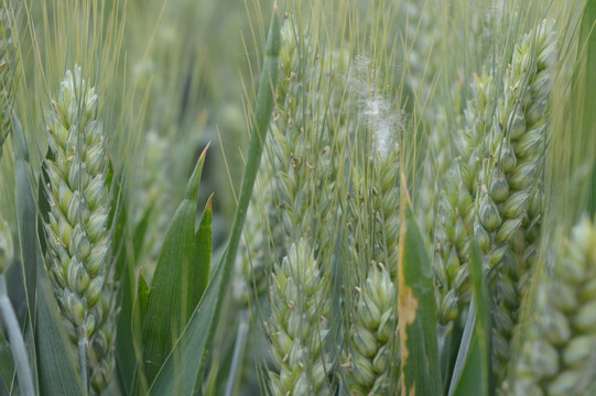 绿色小麦穗摄影图