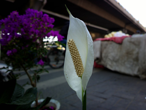 白鹤芋