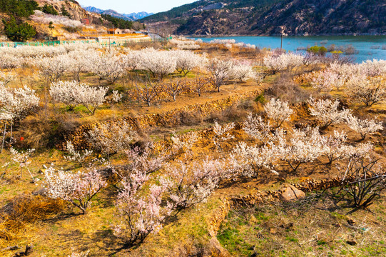 山坡樱桃