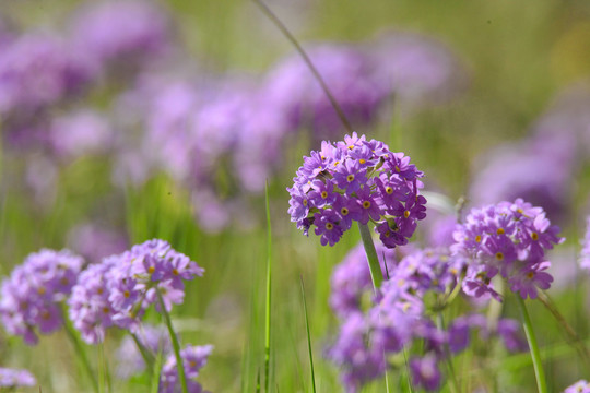 华紫球花报春三月花野花药材