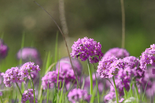 华紫球花报春三月花野花药材