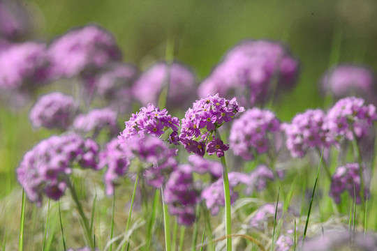 华紫球花报春三月花野花药材