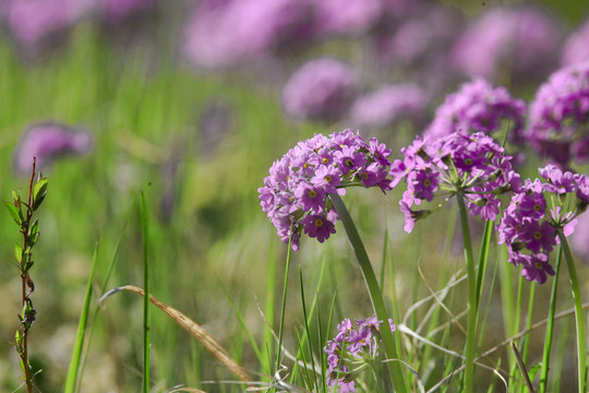 华紫球花报春三月花野花药材