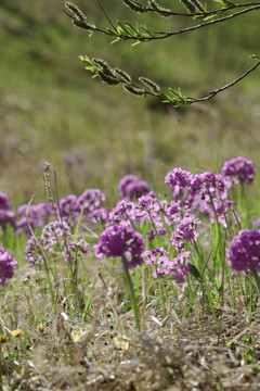 华紫球花报春三月花野花药材