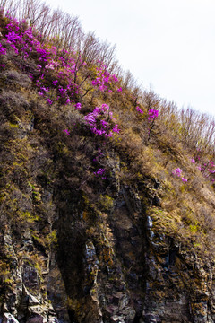 兴安杜鹃春暖花开悬崖峭壁火山