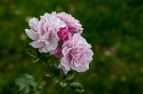 唯美粉红月季花