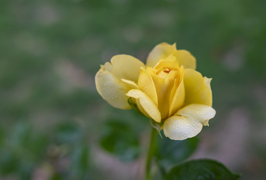 黄色月季花