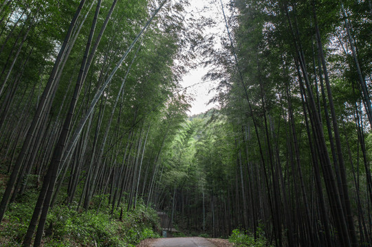 竹林素材