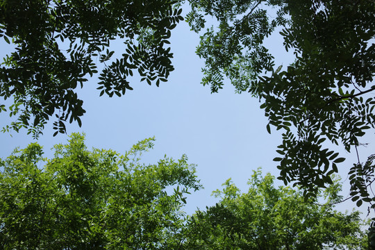 仰望天空绿叶