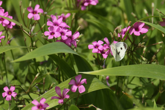 蝶恋花