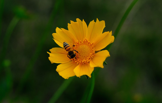 金鸡菊