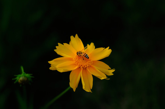 金鸡菊