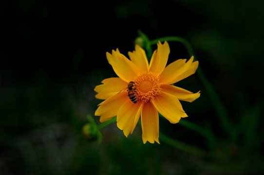 金鸡菊