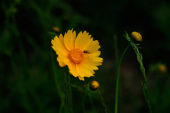 金鸡菊