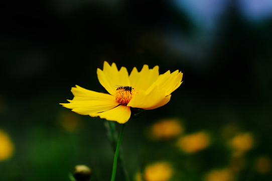 金鸡菊