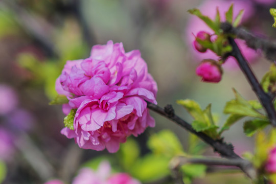 一团粉色的盛开的愉叶梅花