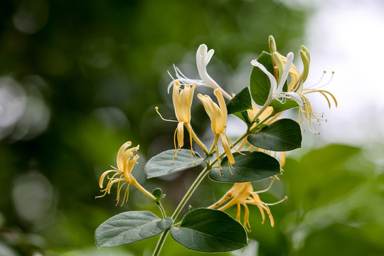 金银花