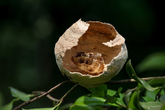 野蜂巢