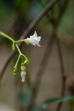 风车茉莉