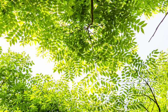 仰拍绿色树叶背景