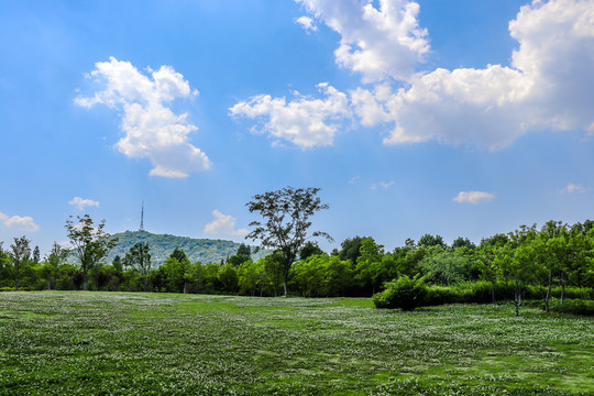 蓝天白云草地森林风景画