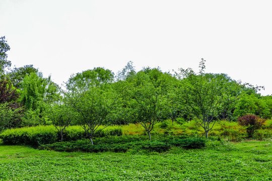 草地森林风景画