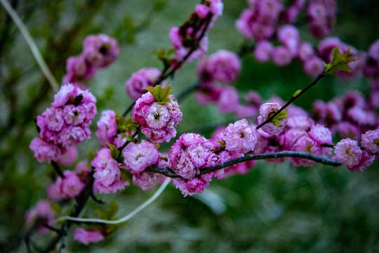 榆叶梅开花